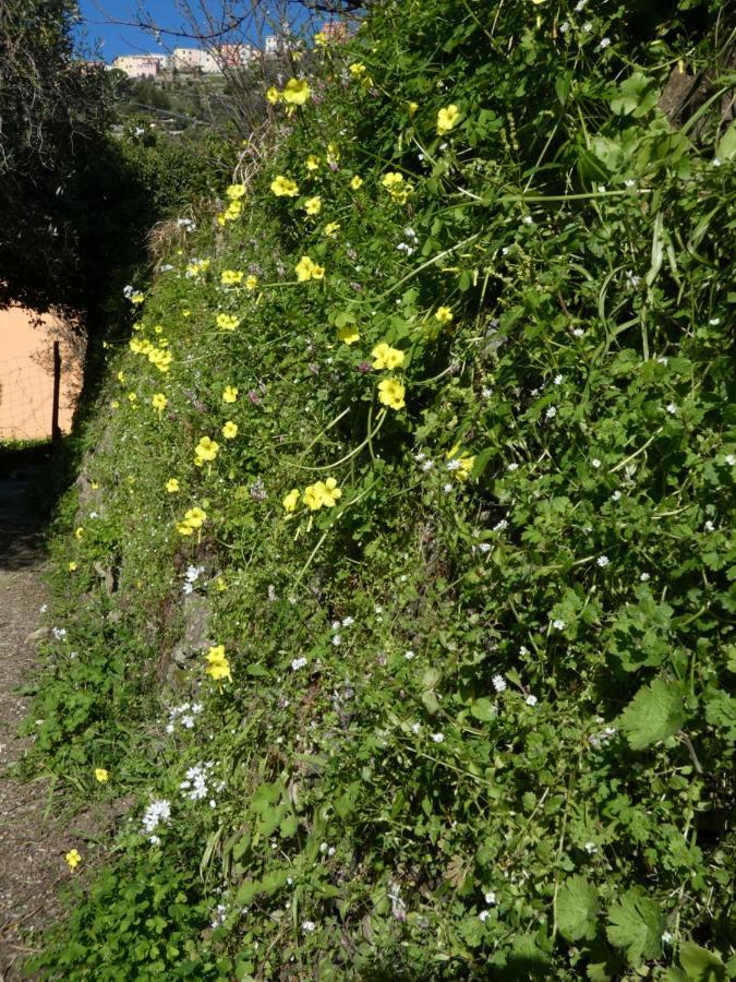 Il Laghello Di Amina Villa Framura Bagian luar foto